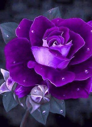 Germany Rare Purple Dragon Rose Seeds