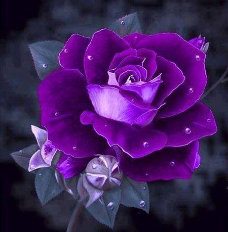 Germany Rare Purple Dragon Rose Seeds