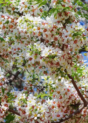 Xanthoceras Sorbifolia Flower🌺Flowers Bloom And Good Luck Comes