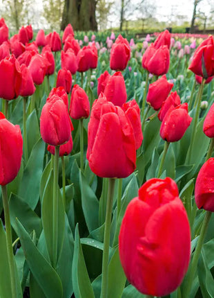 Bonsai Rare Color Tulip Seeds #20
