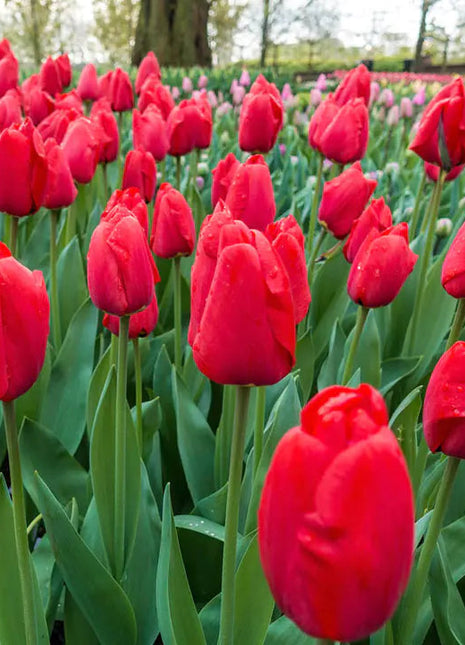 Bonsai Rare Color Tulip Seeds #20
