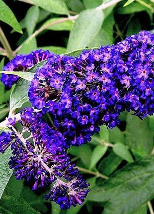 MIXED Colors BUTTERFLY BUSH Buddleia Davidii Flower Shrub Seeds