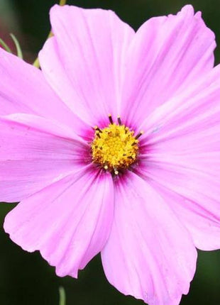 Pink Cosmos
