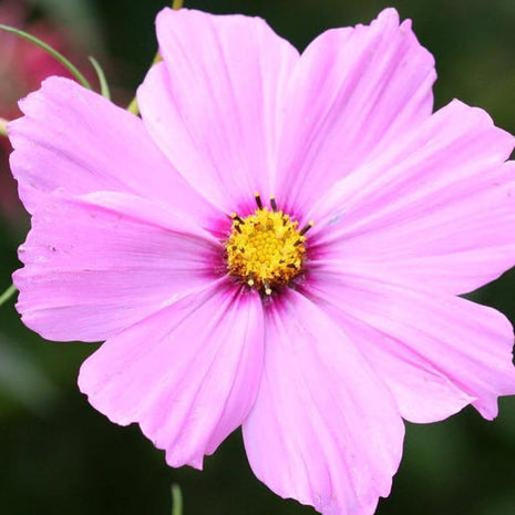 Pink Cosmos