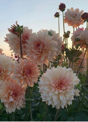 Dahlia Flower Seeds-Symbol Of Gorgeous