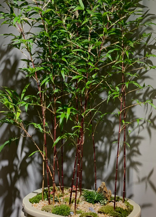🎋Ornamental Miniature Purple Bamboo——“Lucky Feng Shui Bamboo”