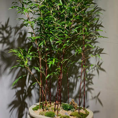 🎋Ornamental Miniature Purple Bamboo——“Lucky Feng Shui Bamboo”