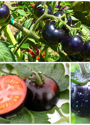 Rare Black Tomato Seeds