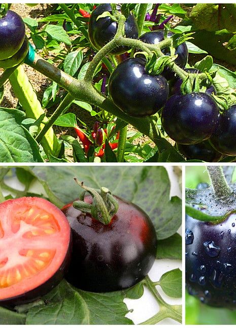 Rare Black Tomato Seeds