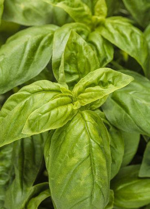 Pesto Besto Sweet Italian Basil