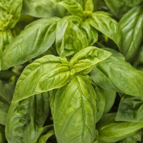 Pesto Besto Sweet Italian Basil