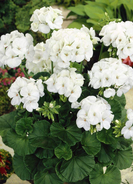 Geranium Pinto Premium White F1 Seed