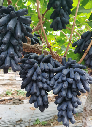 Sweet Sapphire Grape Seeds