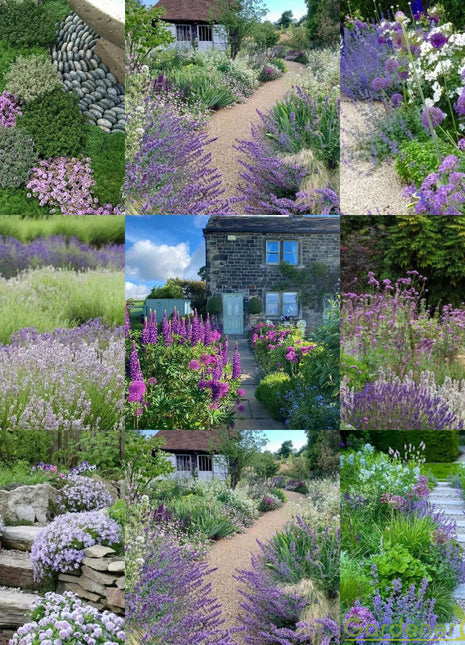 💜Blue Purple Mixed Flower Seeds