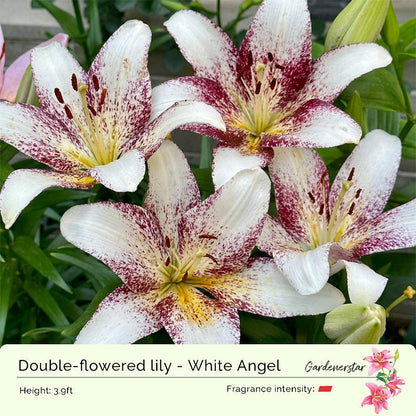 Lily Bulbs
