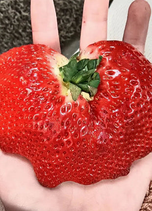 🍓Super Giant Strawberry Seeds