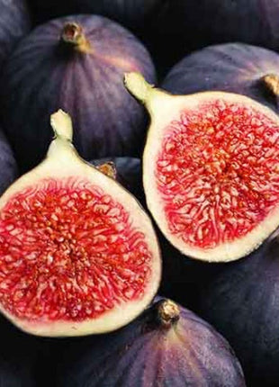 Rainbow Fig Seeds