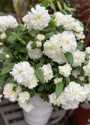 Blanc Double-Blossom de Coubert Seeds