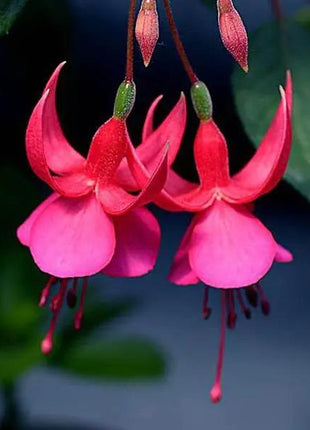 Fuchsia Hybrida Voss Seeds The fairy flower