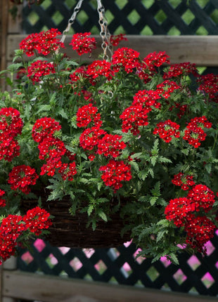 💐Garden Verbena Seeds