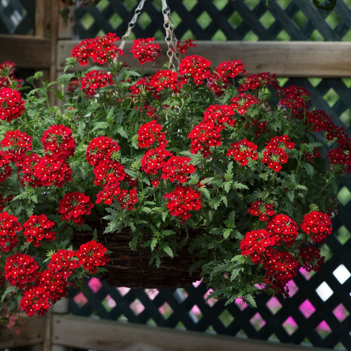 💐Garden Verbena Seeds