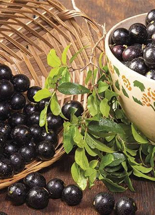 Jabuticaba-Plinia cauliflora-Tree Grape Seeds