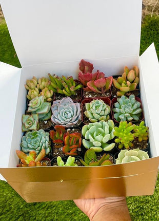 300pcs Mixed Succulent Seeds – Easy to Grow, Beautiful, Vibrant, and Unique Plants for Your Garden
