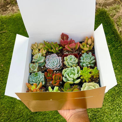300pcs Mixed Succulent Seeds – Easy to Grow, Beautiful, Vibrant, and Unique Plants for Your Garden
