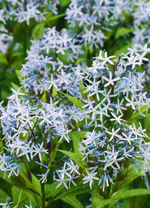 Licorice - A star representative of low-maintenance plants