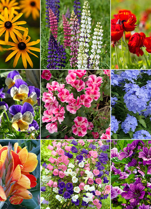 First Year Flowering Perennial Wildflower Seed Mix