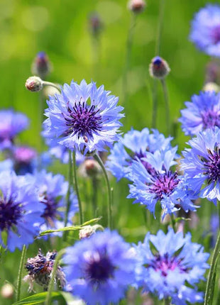 Cornflower Mixed Seeds