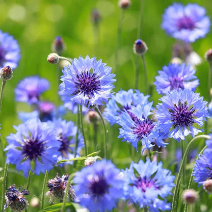 Cornflower Mixed Seeds
