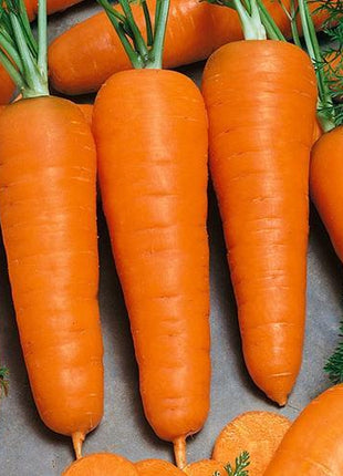 Carrot Royal Chantenay