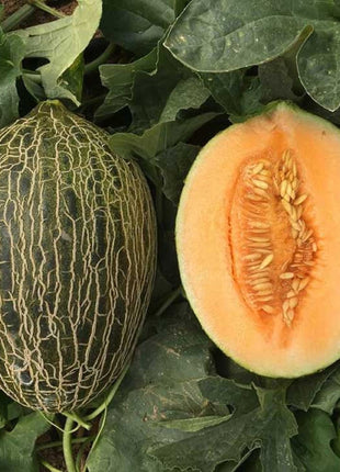 Piel De Sapo Melon