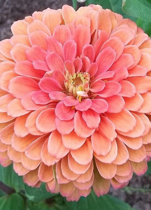 Order 50 seeds lovely Giant Salmon Rose Zinnias Seeds