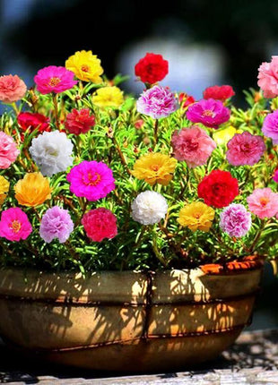 10000 Pcs Muti-color Double Petal Sun Flower Seeds