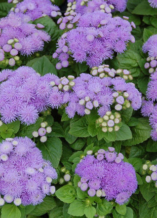 Ageratum Aloha Blue F1