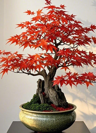 Red Japanese Maple Tree-10pcs Acer palmatum 'Bloodgood' Seeds – Deep Red Japanese Maple, Perfect for Pots, Patios & Bonsai