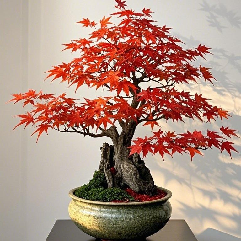 Red Japanese Maple Tree-10pcs Acer palmatum 'Bloodgood' Seeds – Deep Red Japanese Maple, Perfect for Pots, Patios & Bonsai