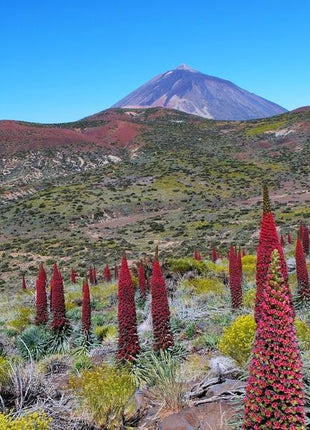 TOWER OF JEWELS Red Bugloss Echium Wildpretii Ruby Hummingbird Flower Seeds *Flat Shipping