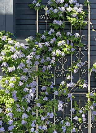 Clematis Macropetala