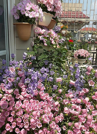 Bellflower Seeds/Canterbury Bells Seeds