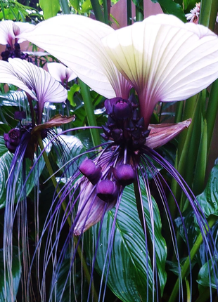 Rare Exotic White Bat Flower Seeds | Tacca Integrifolia