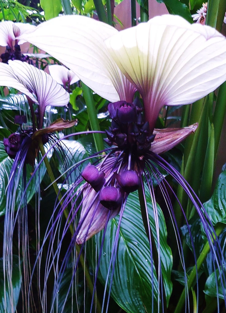 Rare Exotic White Bat Flower Seeds | Tacca Integrifolia