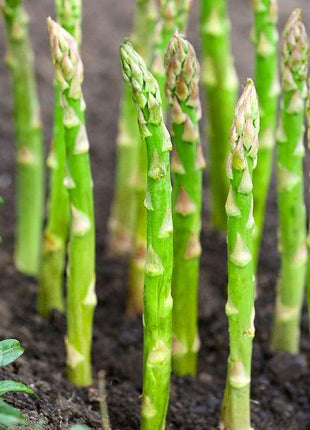 Asparagus Crowns Millennium