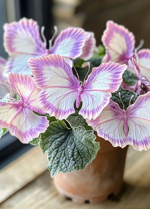 Begonia 'Meteor Butterfly'🦋