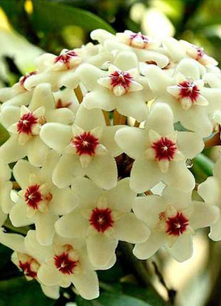Egrow 20Pcs/Pack Hoya Seeds Potted Seed Hoya Carnosa Flower Seed Garden Plants