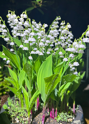Lily of the Valley Roots