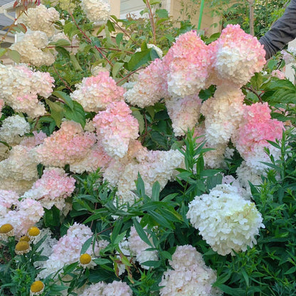 🌺Panicle Hydrangea Flowers Seeds—Mixed Color Plants—Home Garden Flower Seeds