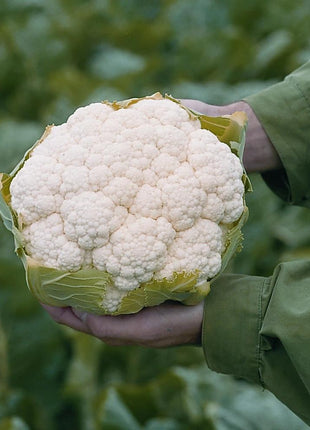 Cauliflower Absolute F1